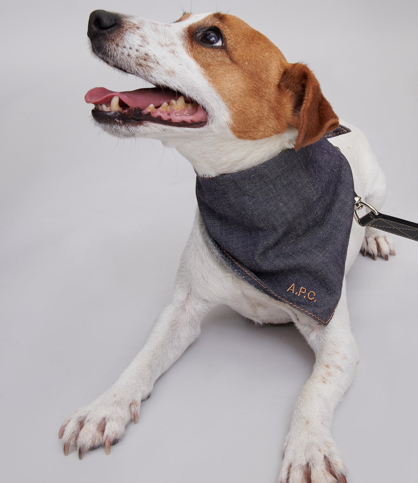 Toutou Bandana