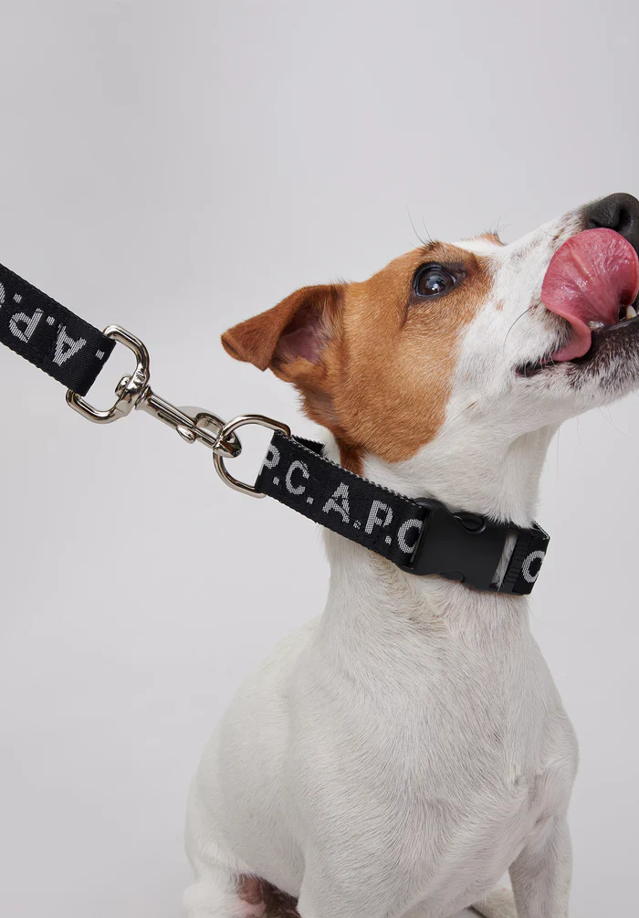 Toutou Logo leash