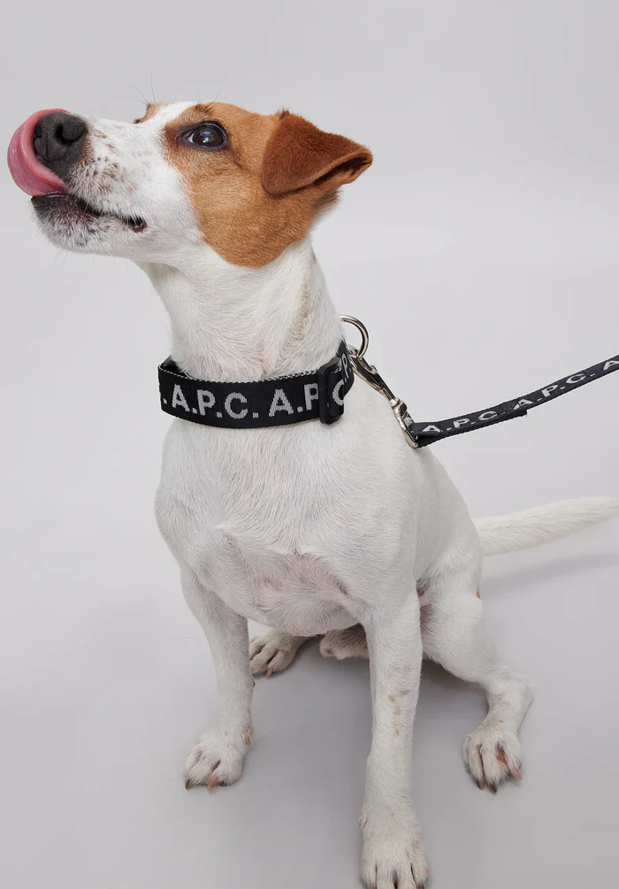 Toutou Logo leash