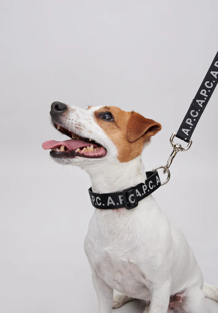 Toutou Logo collar