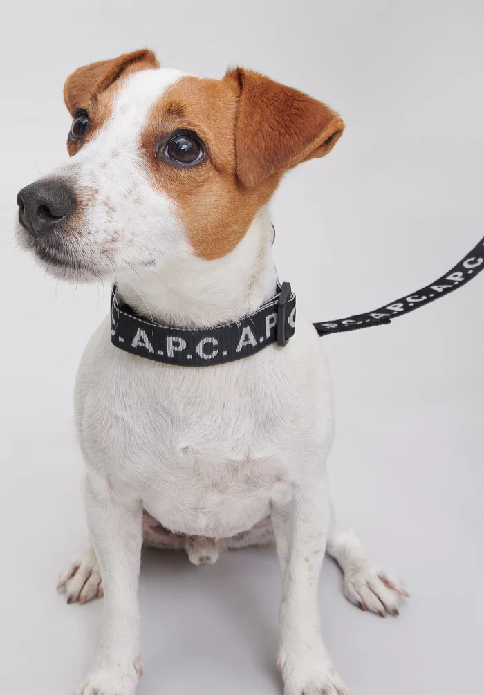 Toutou Logo collar