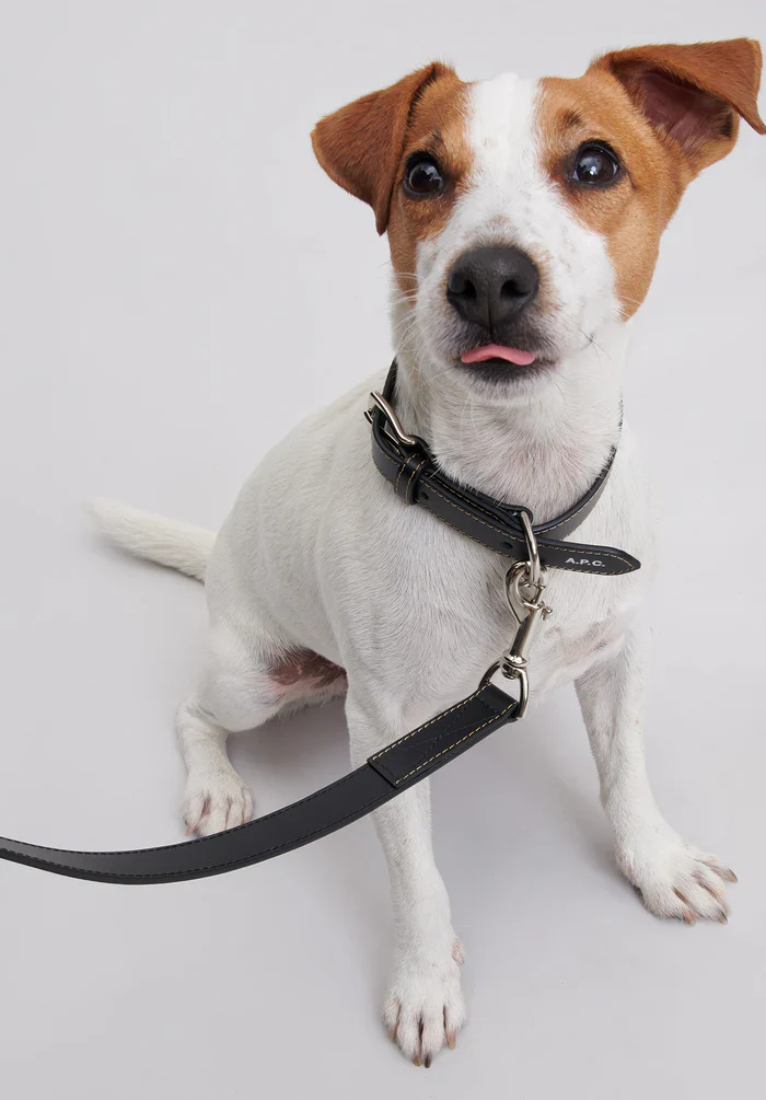 Toutou leather leash