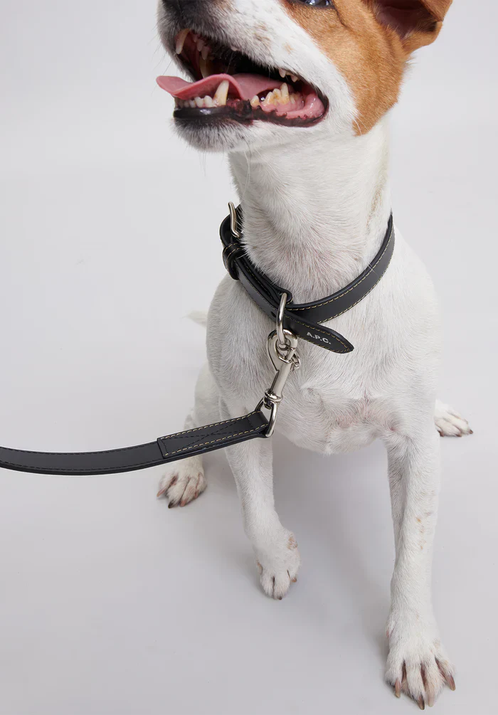 Toutou leather collar