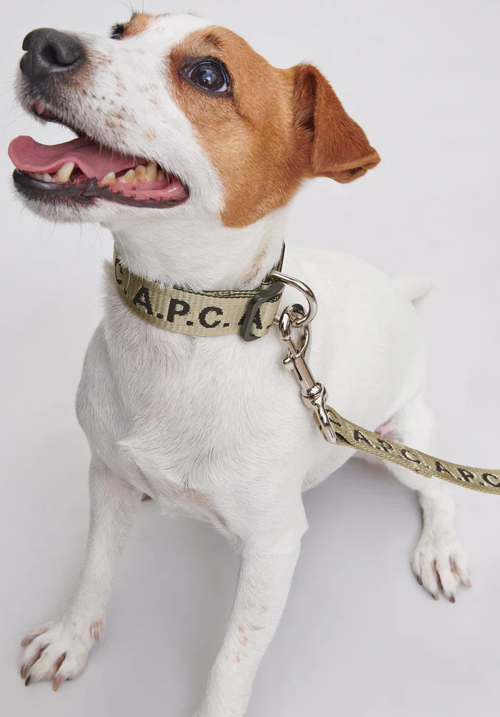 Toutou Logo collar
