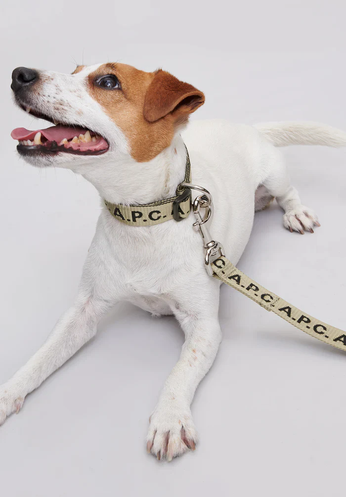 Toutou Logo leash